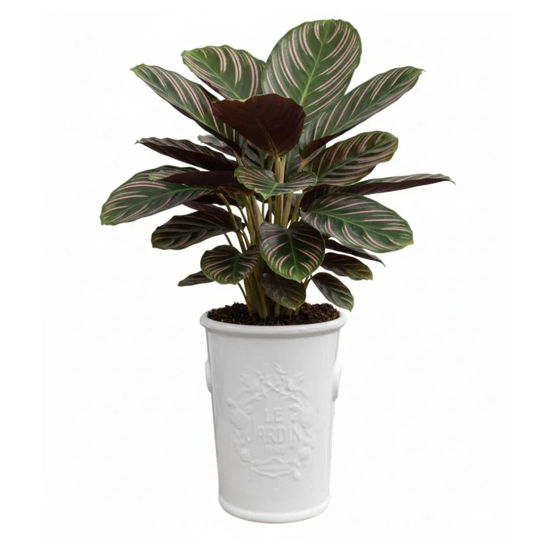 MACETA DE CERAMICA JARDIN - Vivero Yañez 