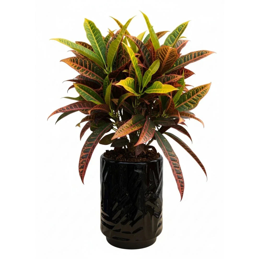 MACETA DE CERAMICA JARRICA - Vivero Yañez 