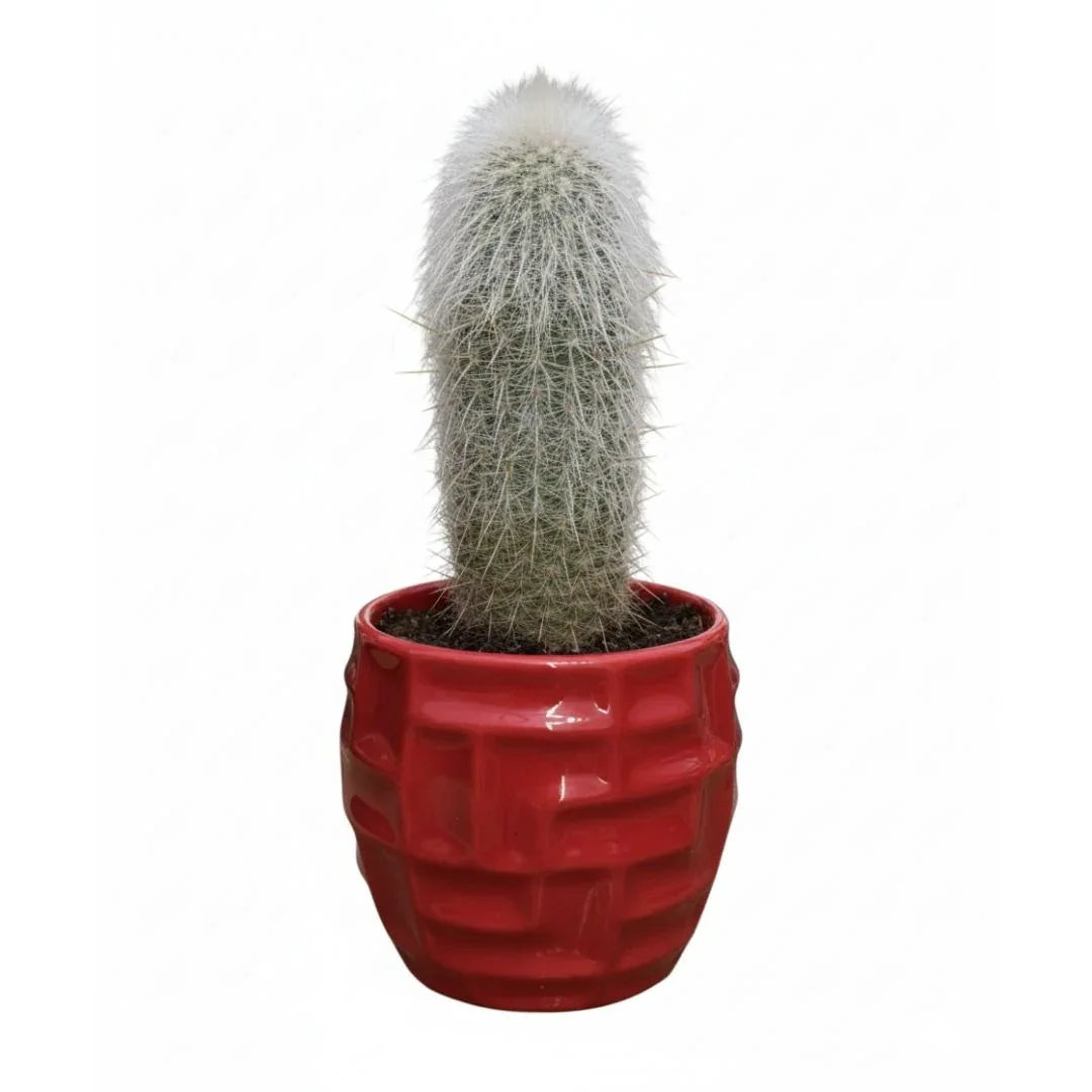 MACETA DE CERAMICA JASPICO - Vivero Yañez 