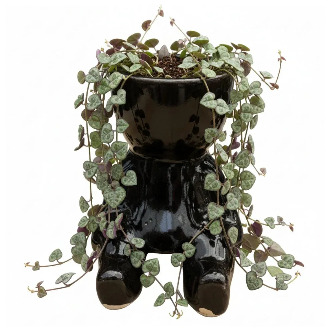 MACETA DE CERAMICA JENNIE - Vivero Yañez 