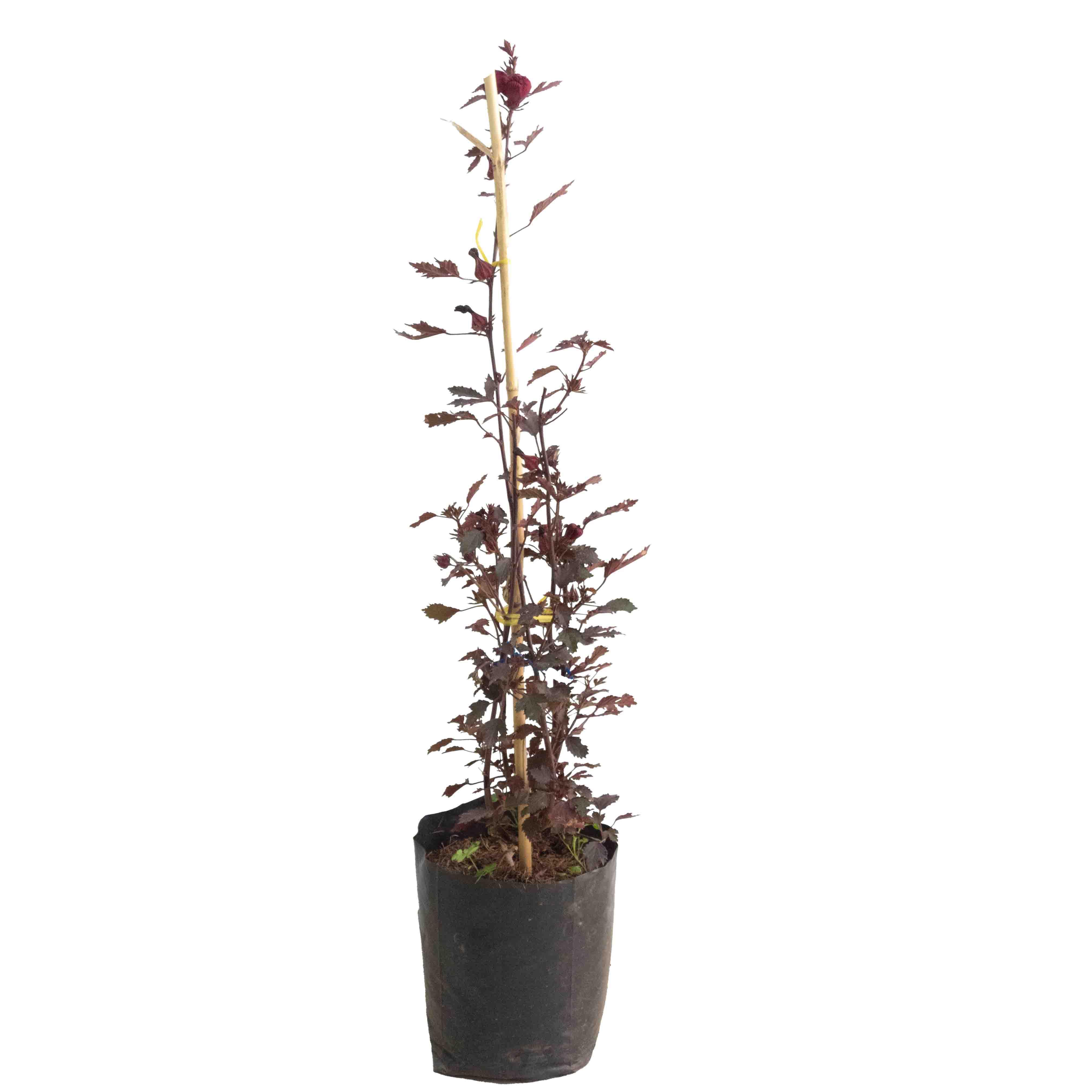 JAMAIQUINA - Vivero Yañez 