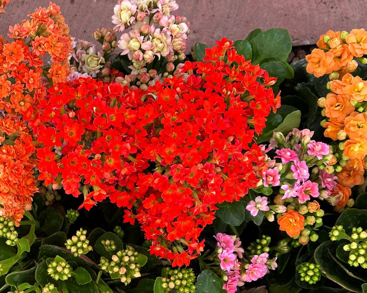 KALANCHOE - Vivero Yañez 