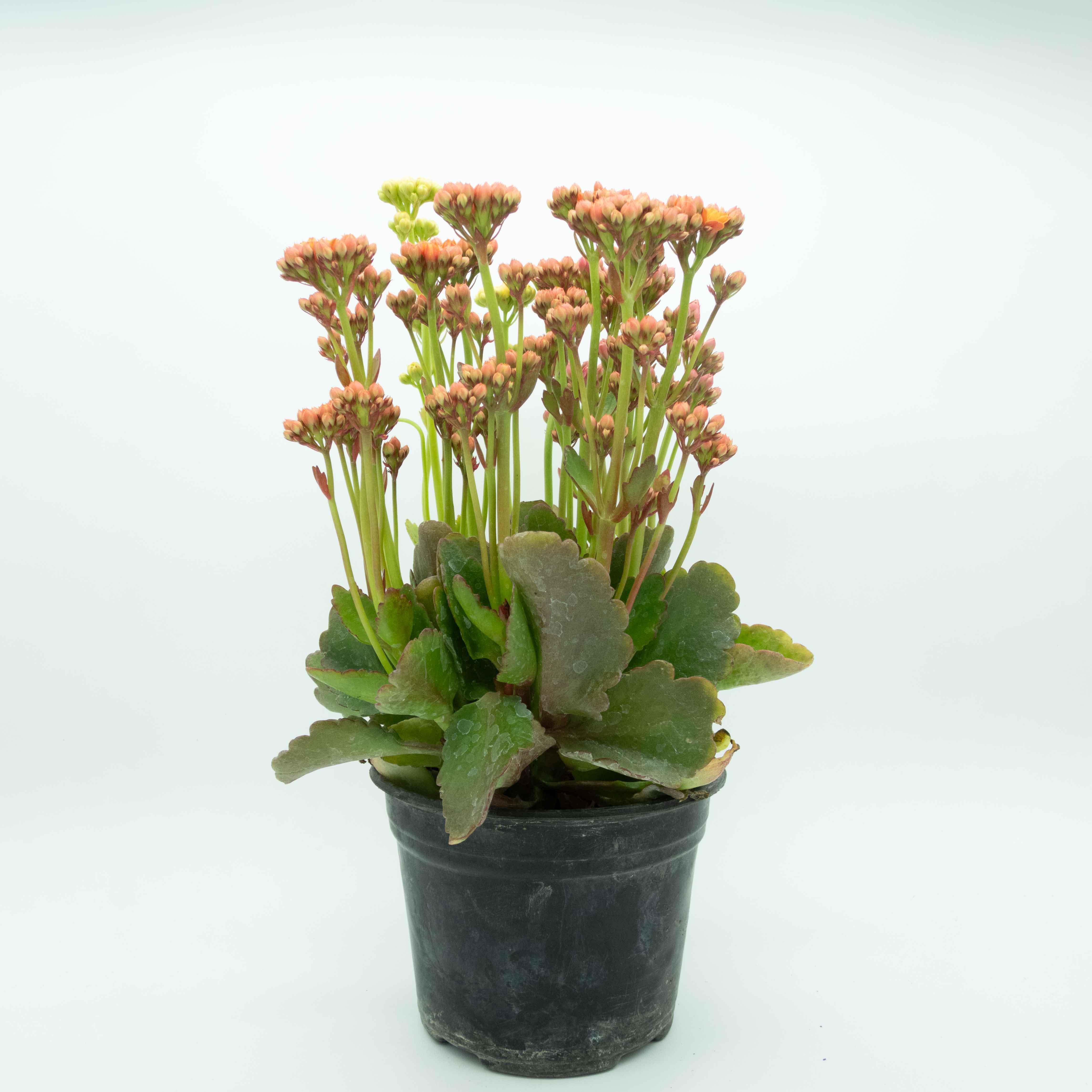 KALANCHOE - Vivero Yañez 