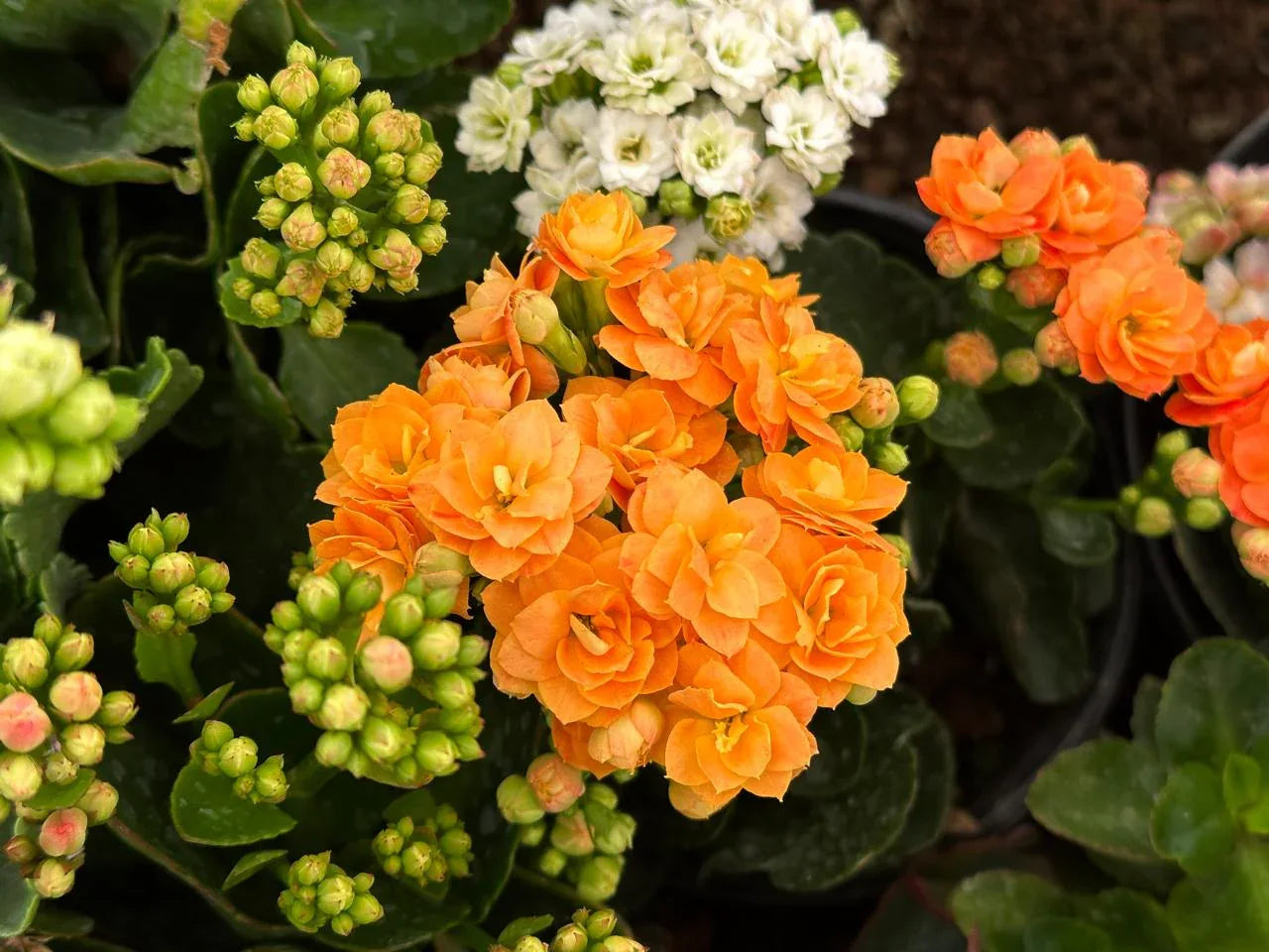 KALANCHOE - Vivero Yañez 