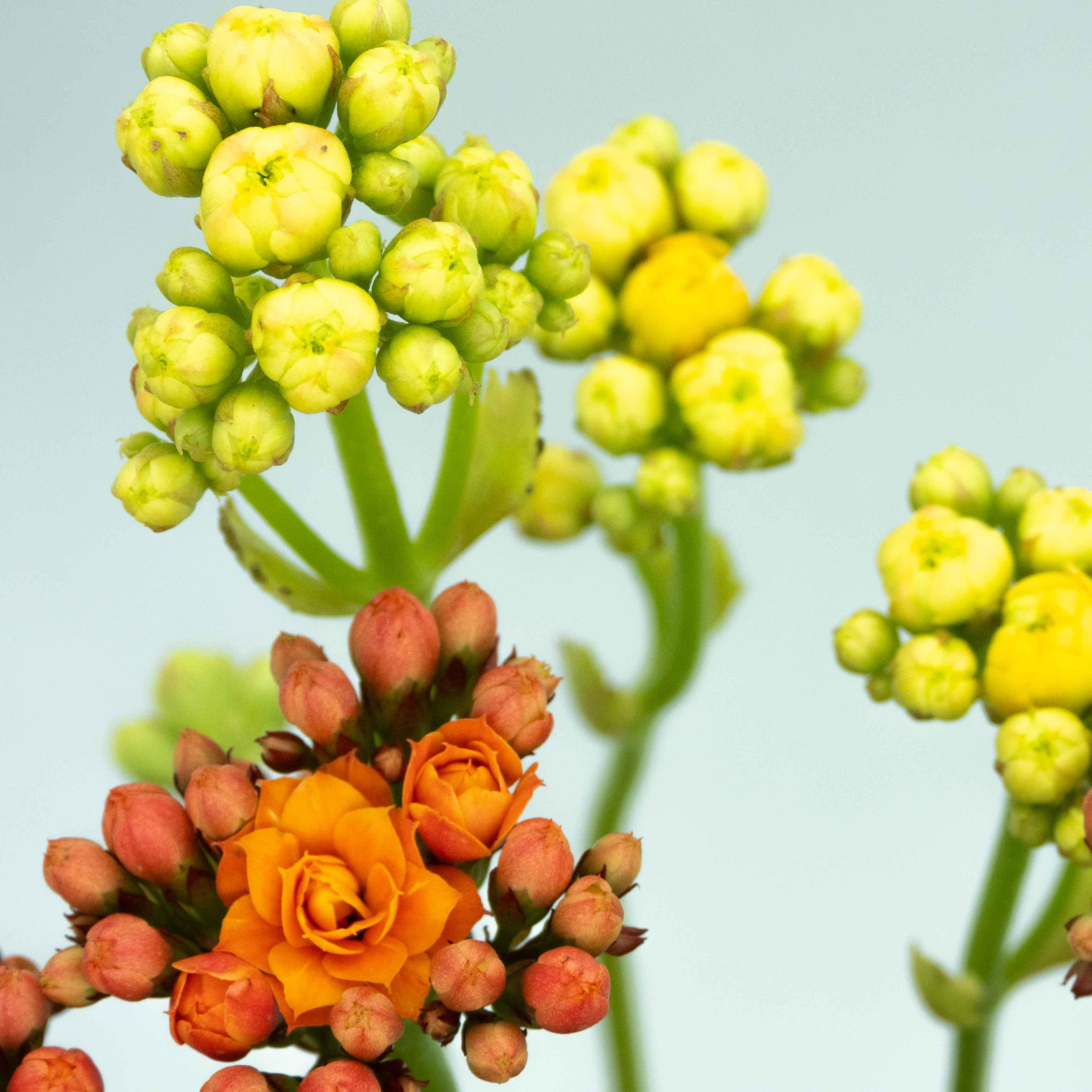 KALANCHOE - Vivero Yañez 