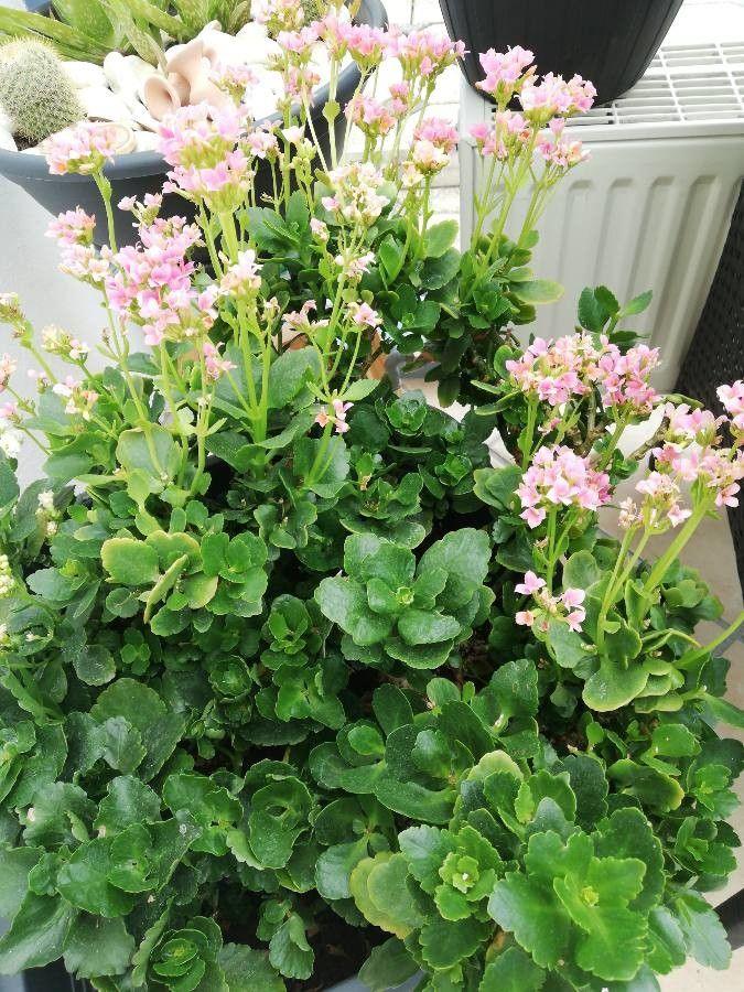 KALANCHOE - Vivero Yañez 