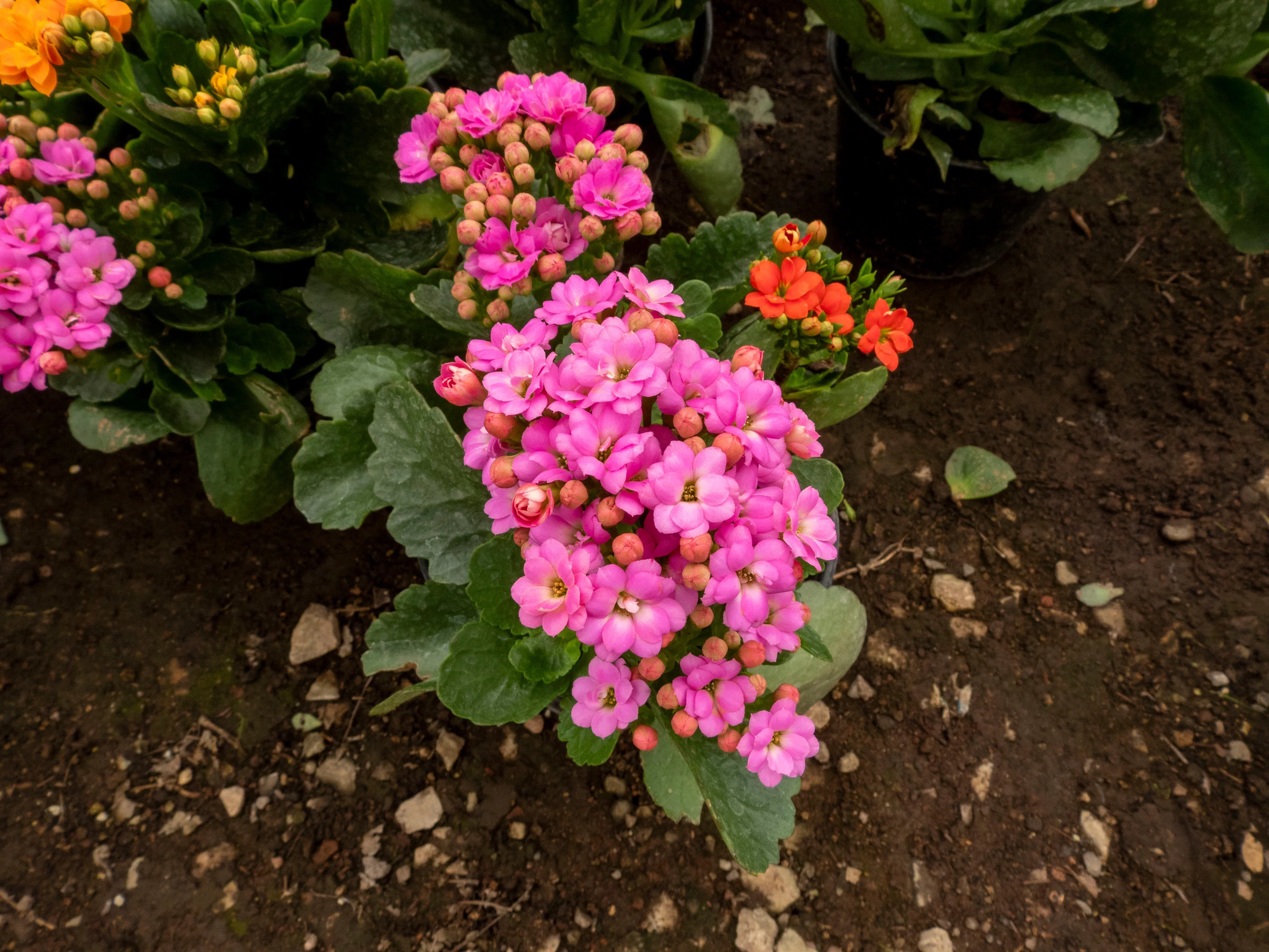KALANCHOE - Vivero Yañez 
