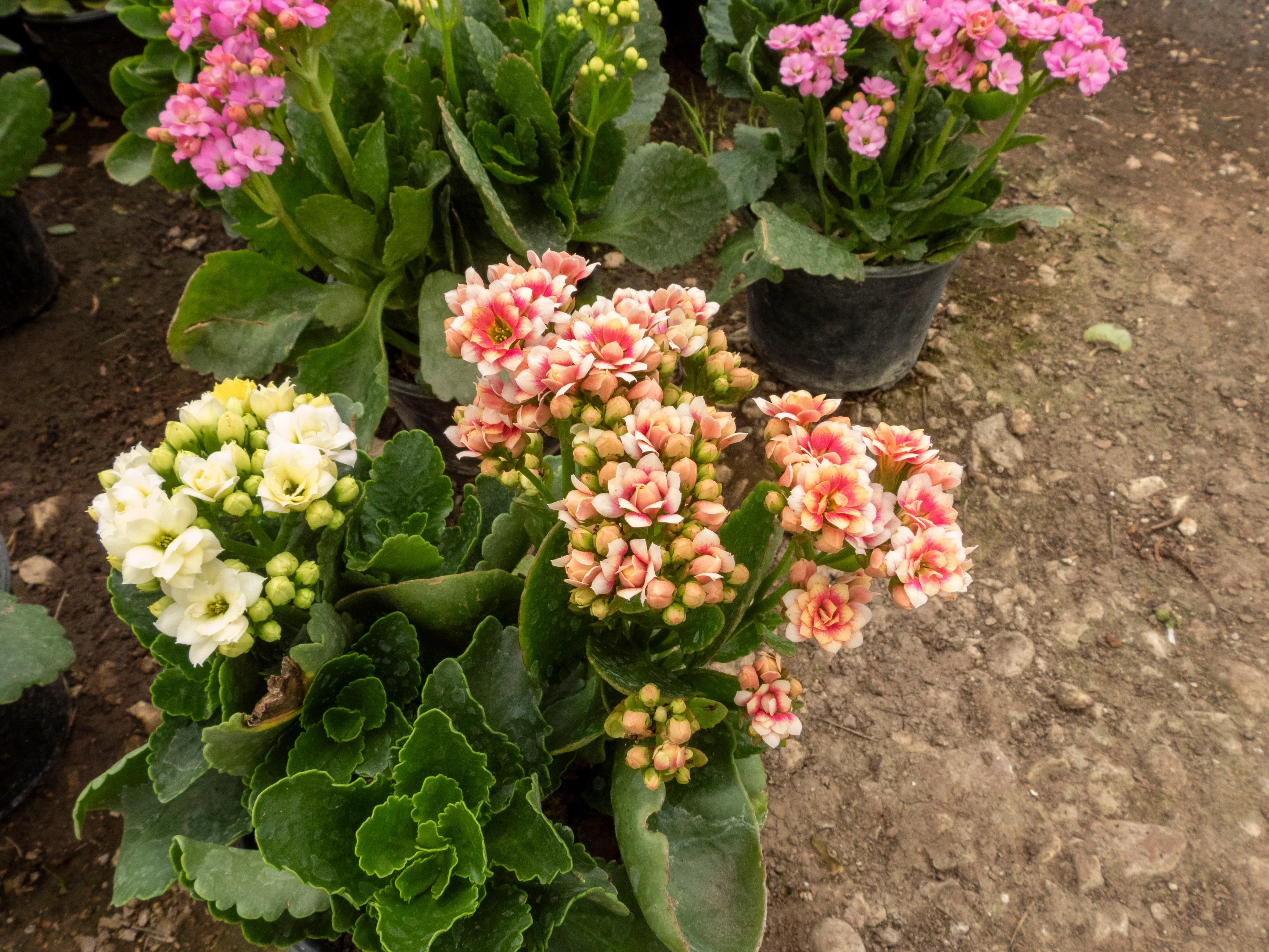 KALANCHOE - Vivero Yañez 