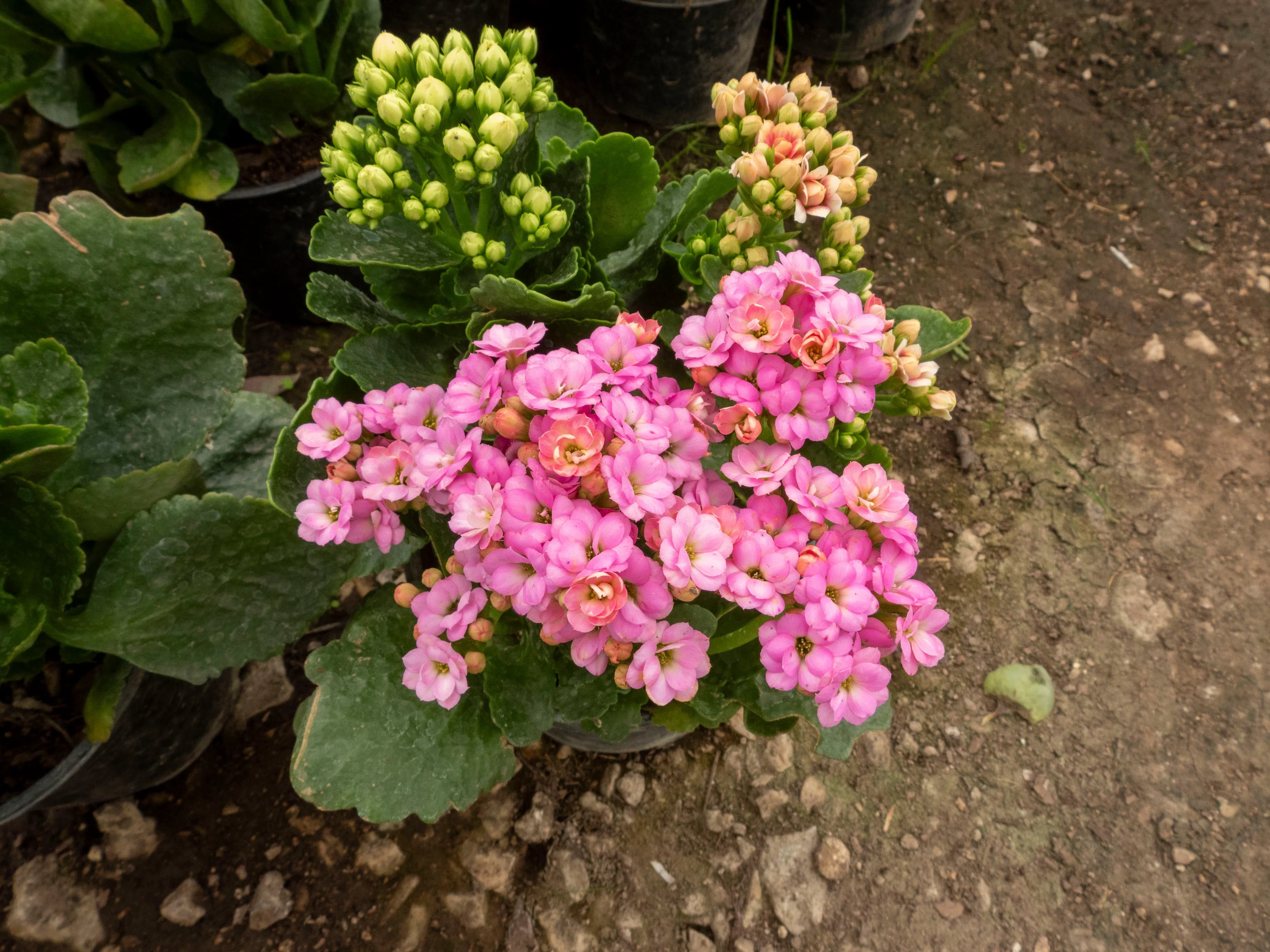 KALANCHOE - Vivero Yañez 