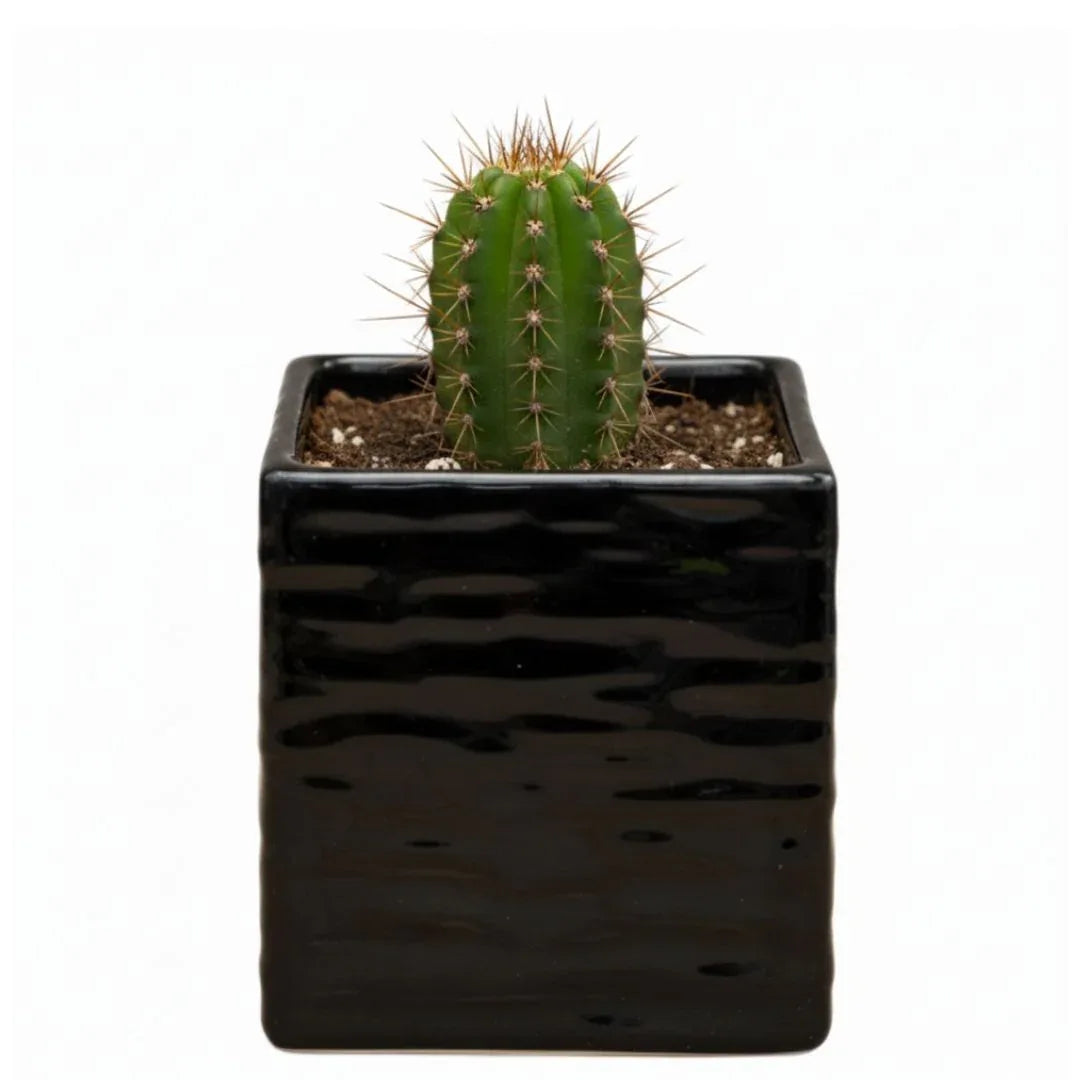 MACETA DE CERAMICA LAPIDOZA CHICO - Vivero Yañez 