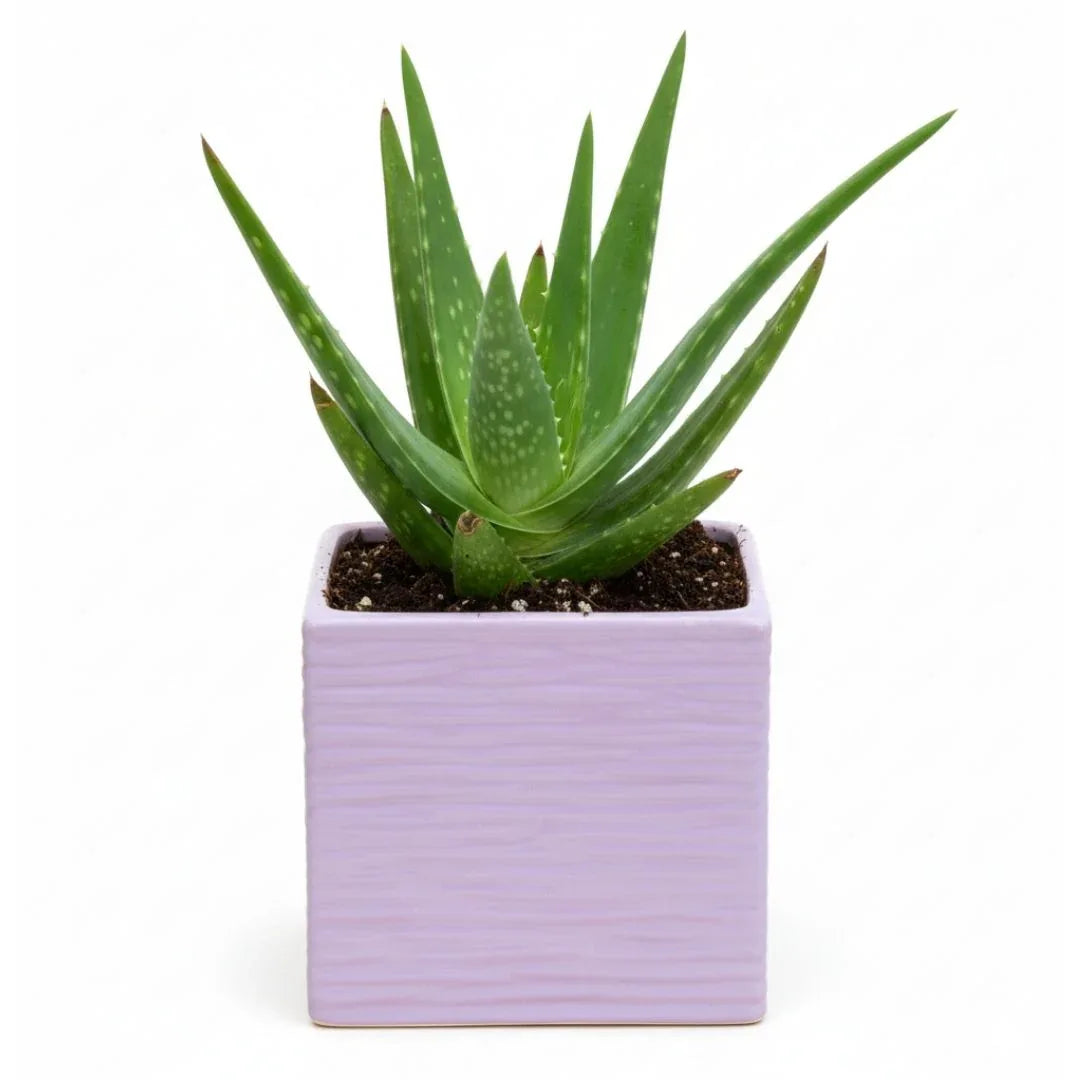 MACETA DE CERAMICA LAPIDOZA GRANDE - Vivero Yañez 