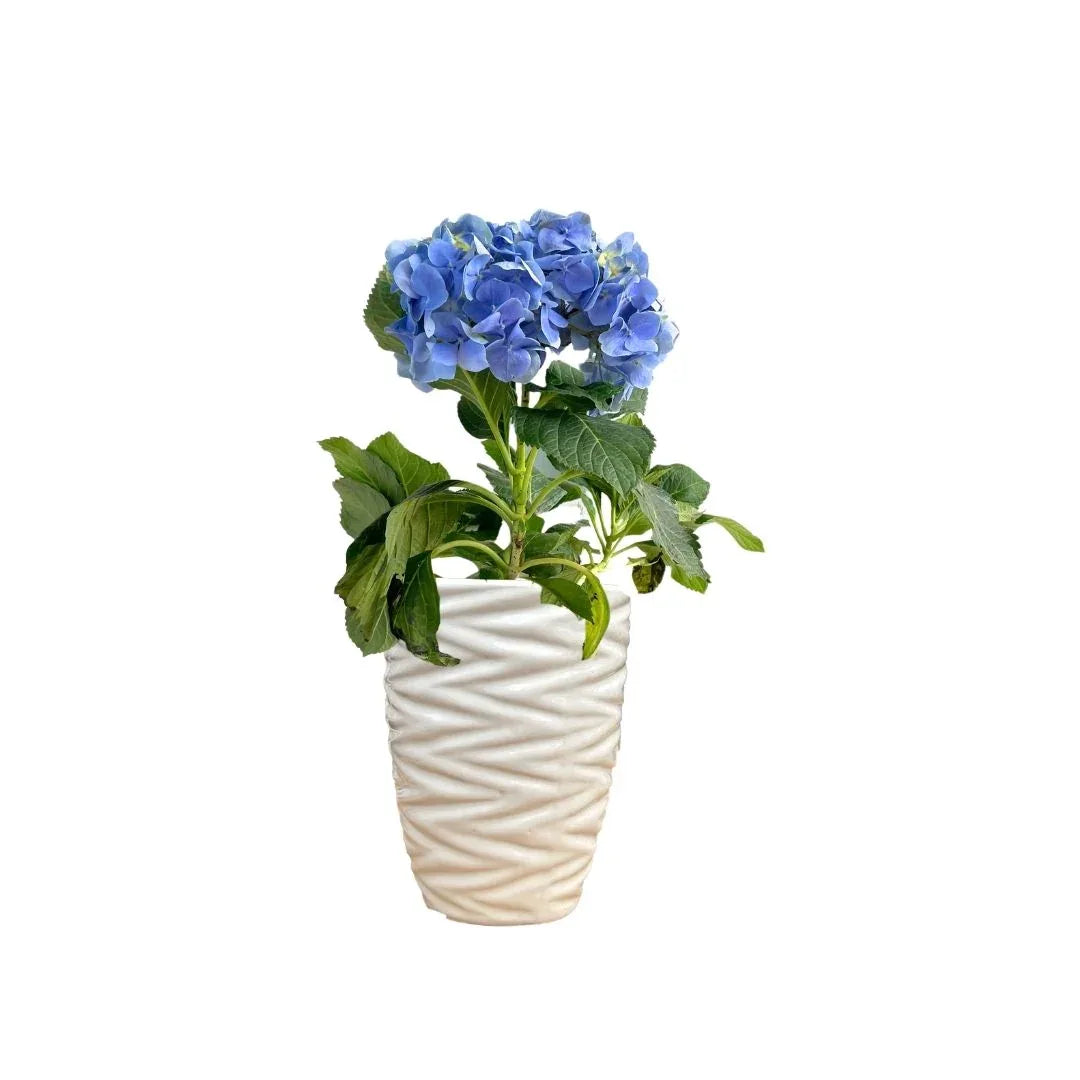 MACETA DE CERAMICA LAZULITA CHICO - Vivero Yañez 