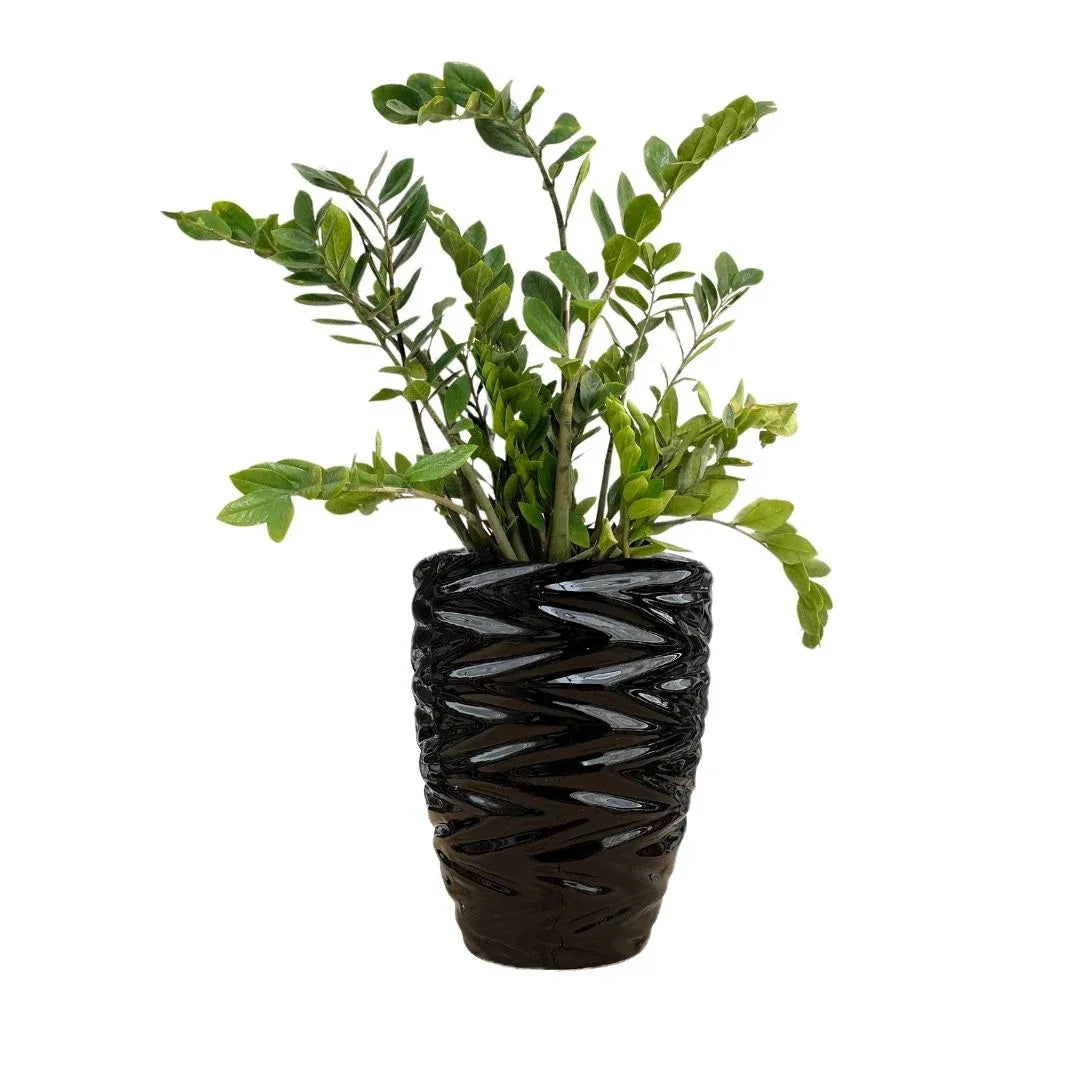 MACETA DE CERAMICA LAZULITA GRANDE - Vivero Yañez 