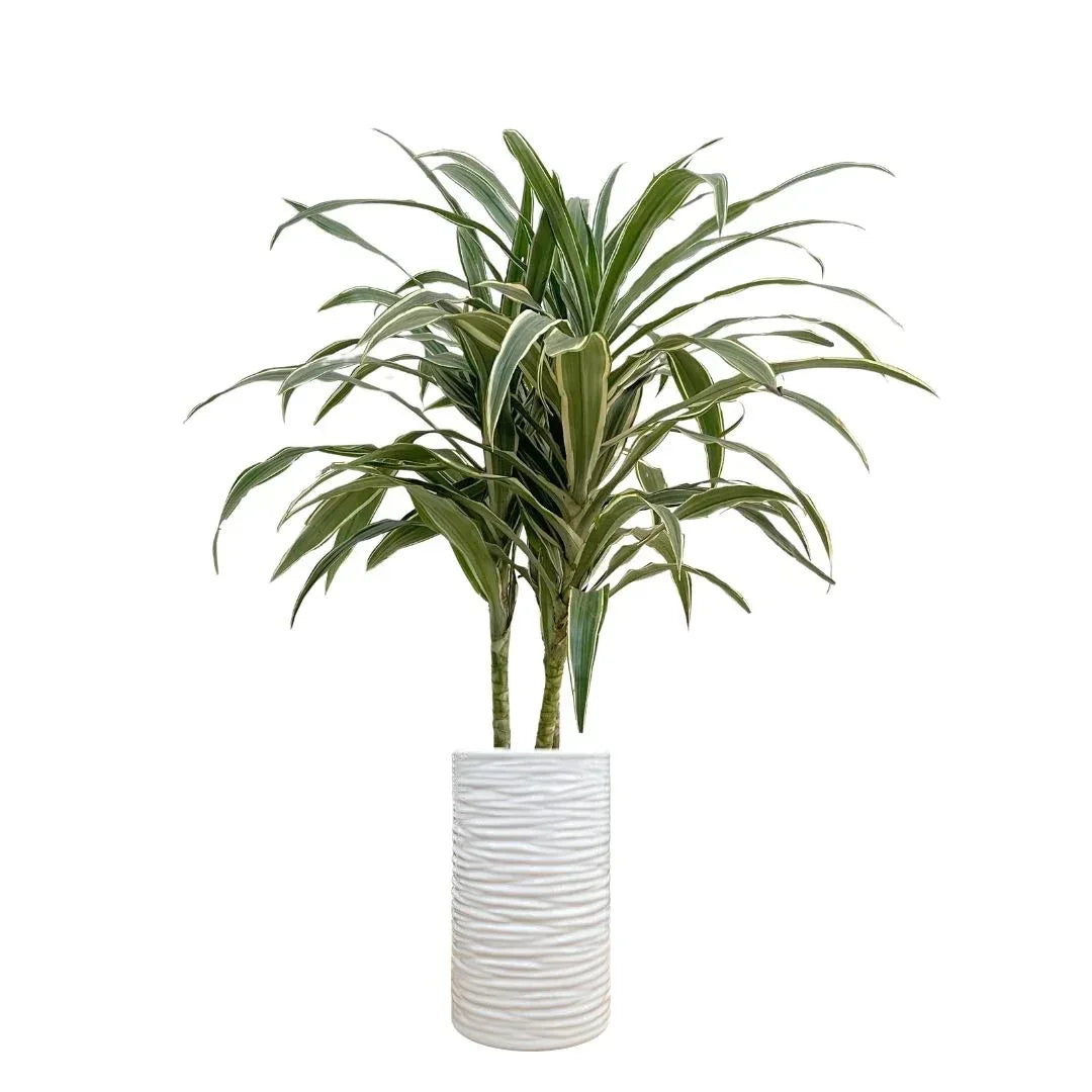MACETA DE CERAMICA LIBICO - Vivero Yañez 