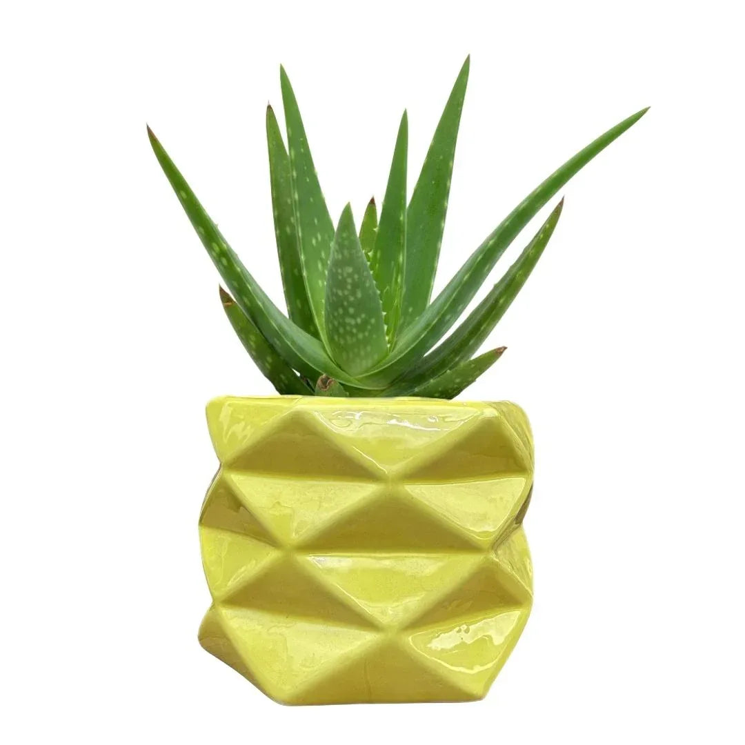 MACETA DE CERAMICA LIMBICO CHICO - Vivero Yañez 
