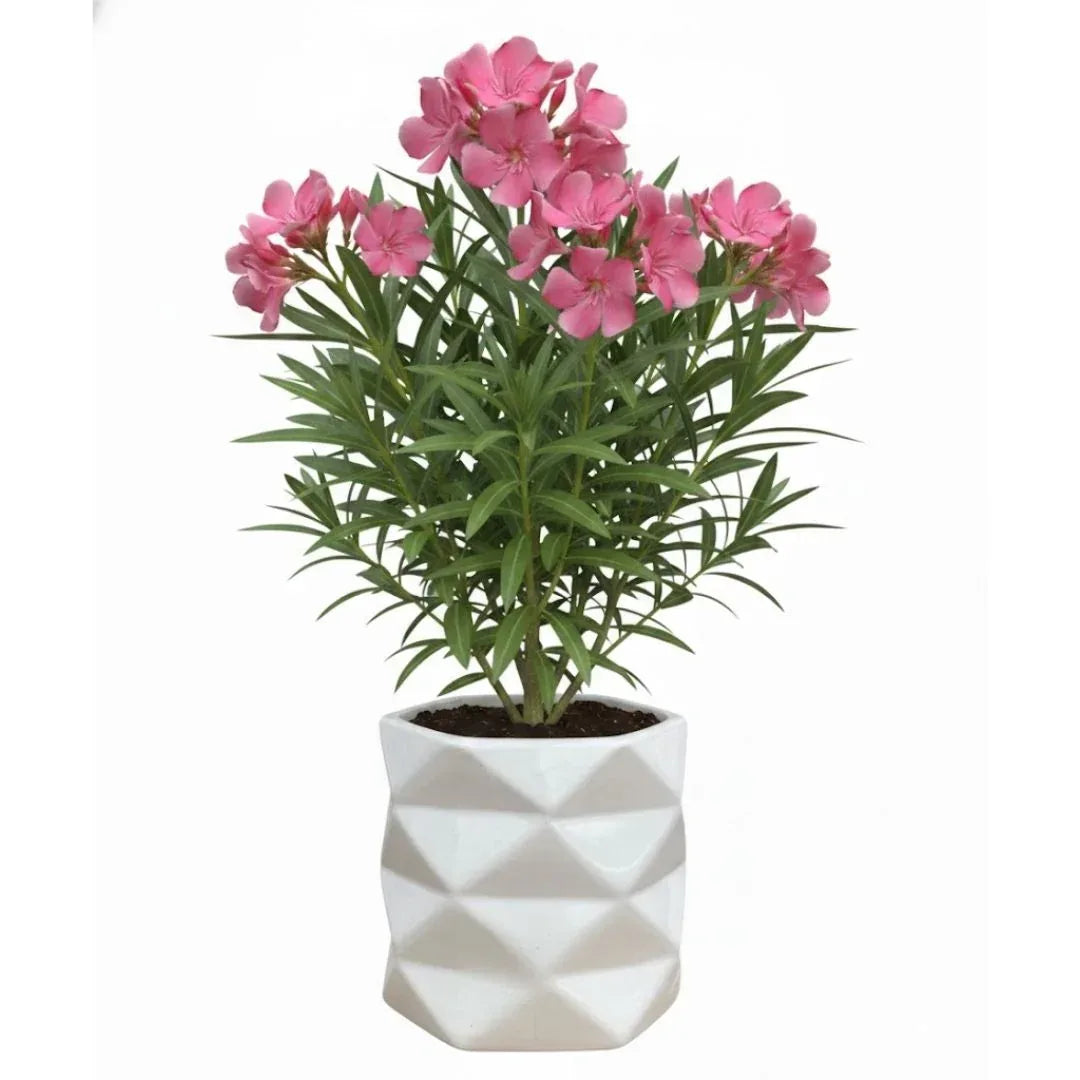 MACETA DE CERAMICA LIMBICO MEDIANO - Vivero Yañez 