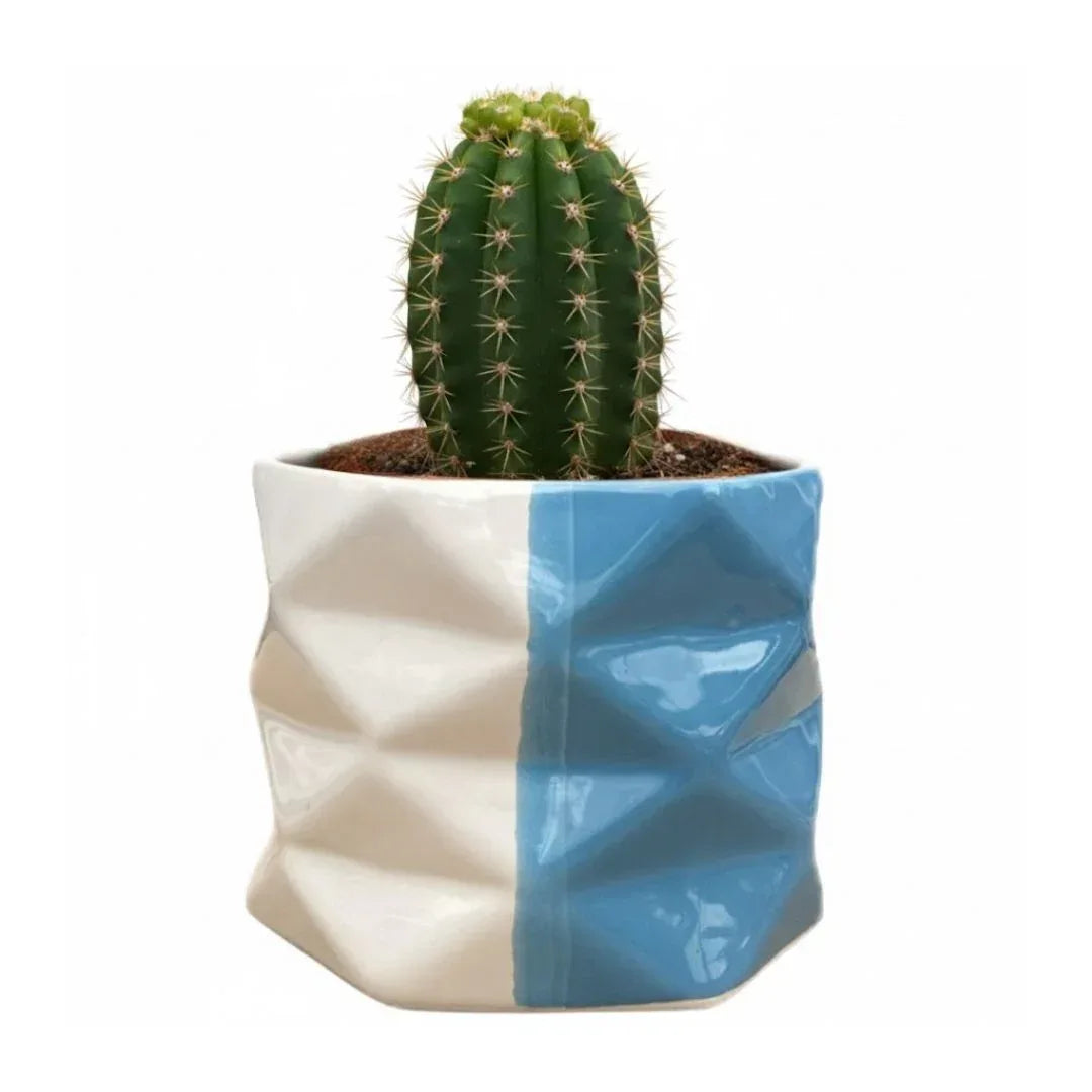 MACETA DE CERAMICA LIMBICO MINI - Vivero Yañez 