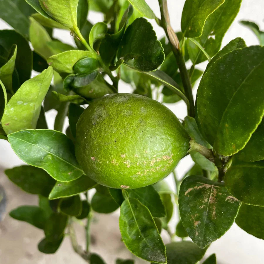 ARBOL LIMON CRIOLLO GRANDE - Vivero Yañez 