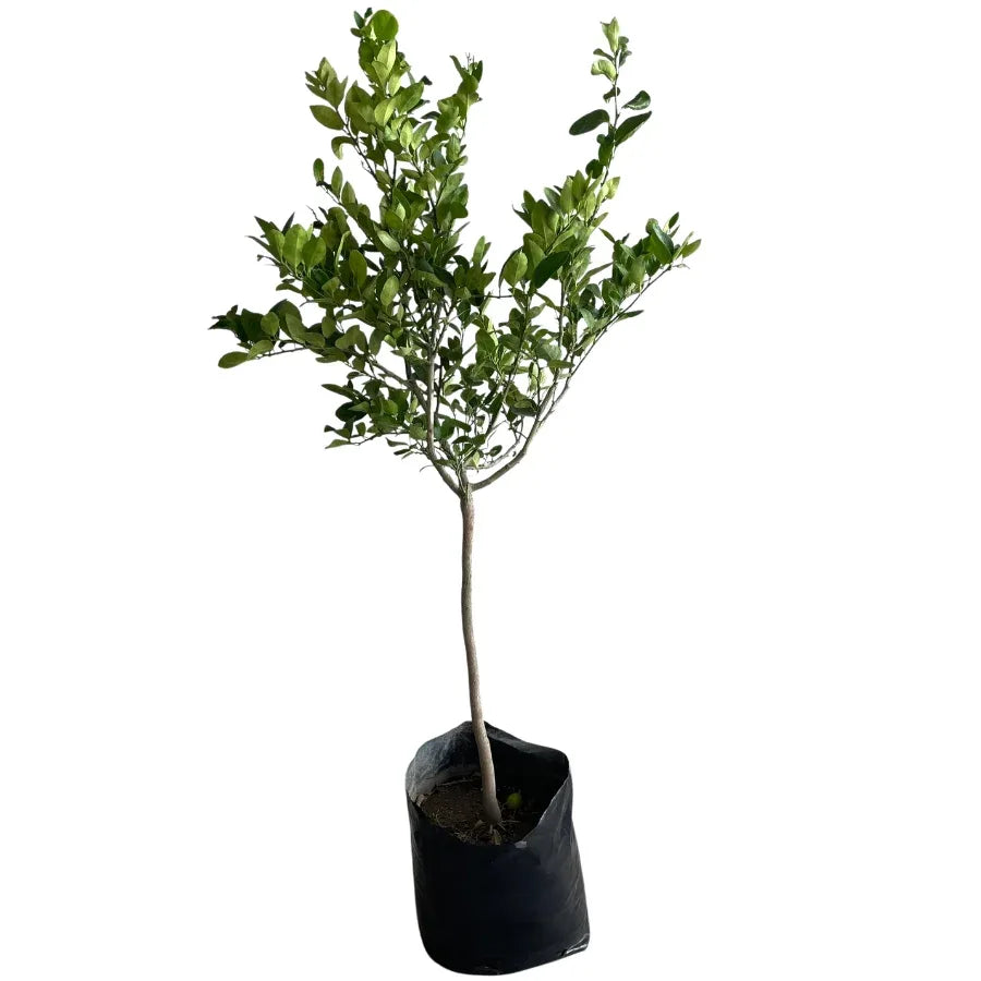 ARBOL LIMON CRIOLLO CHICO - Vivero Yañez 