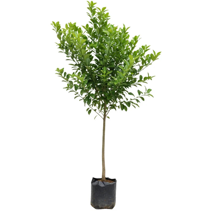 ARBOL LIMON CRIOLLO GRANDE - Vivero Yañez 