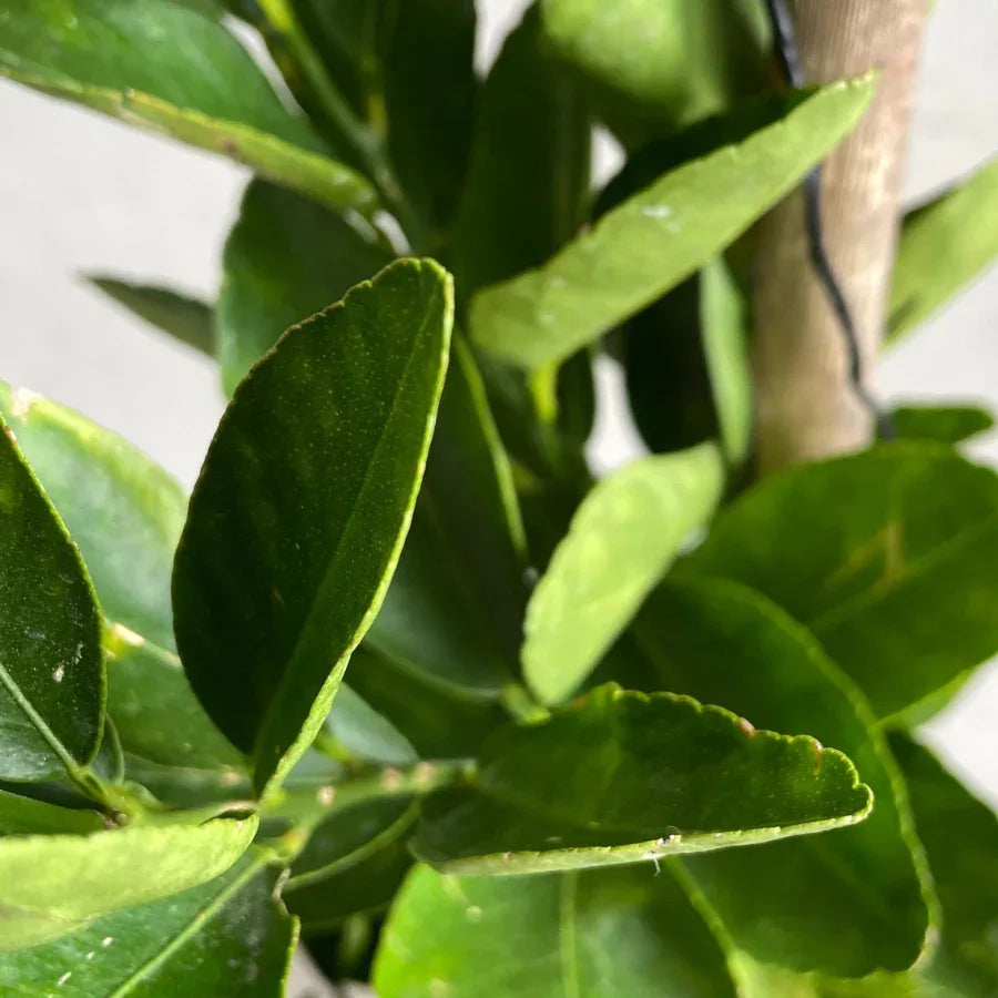 ARBOL LIMON PERSA CHICO - Vivero Yañez 