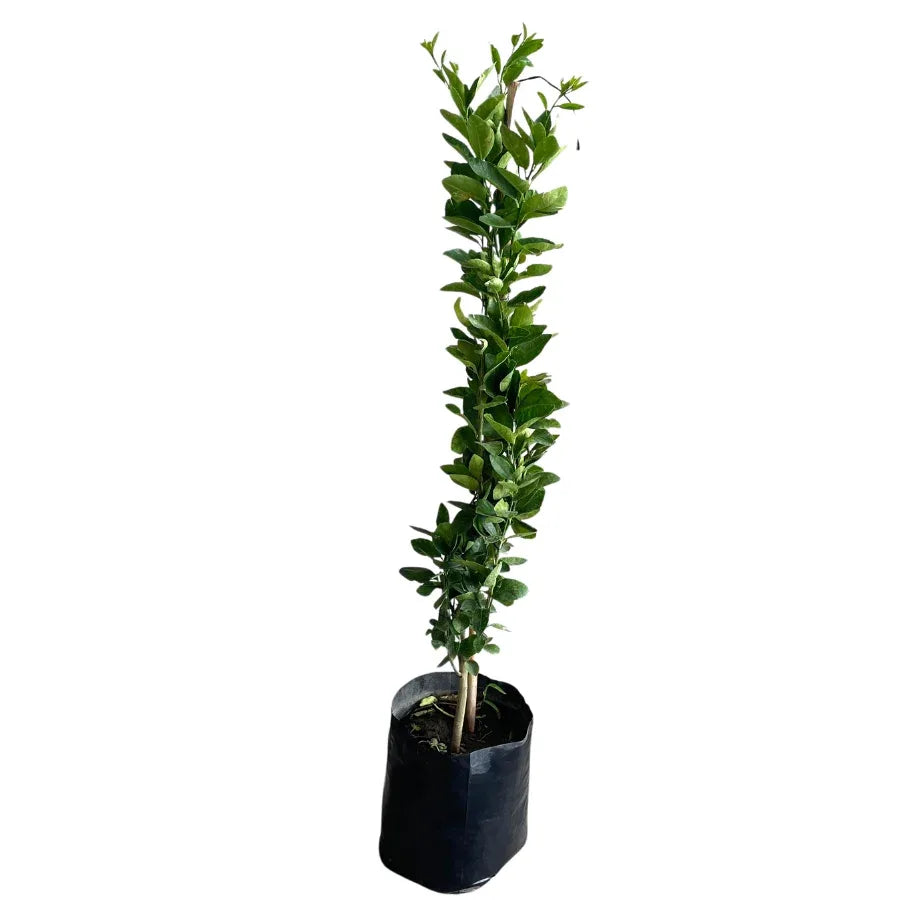 ARBOL LIMON PERSA CHICO - Vivero Yañez 
