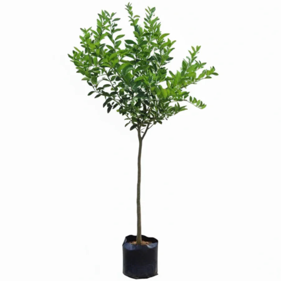 ARBOL LIMON PERSA GRANDE - Vivero Yañez 