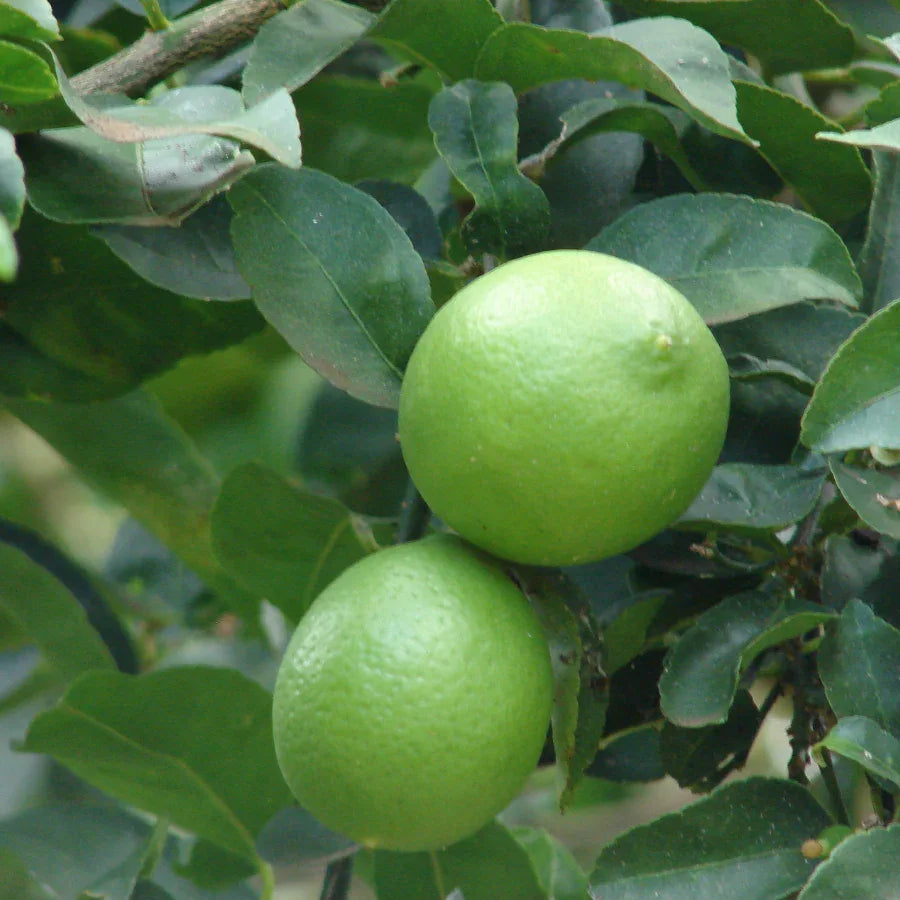 ARBOL LIMON PERSA GRANDE - Vivero Yañez 