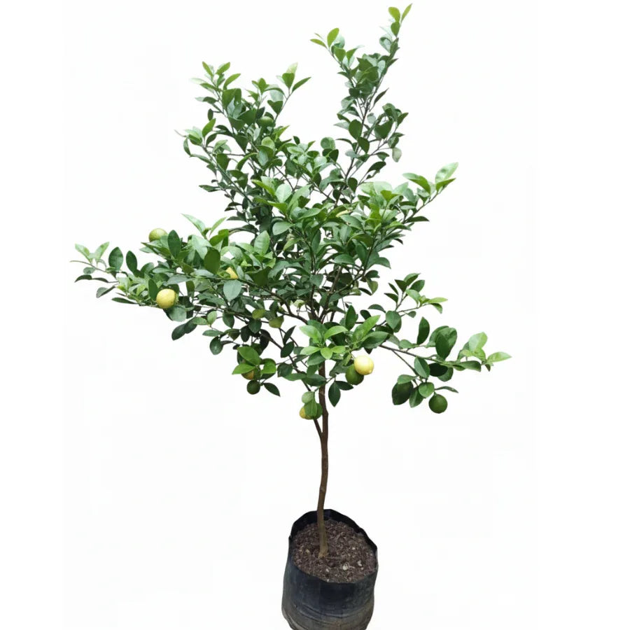 ARBOL LIMON EUREKA - Vivero Yañez 