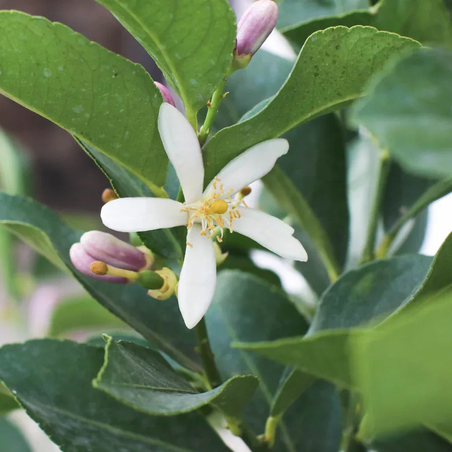 ARBOL LIMON EUREKA - Vivero Yañez 