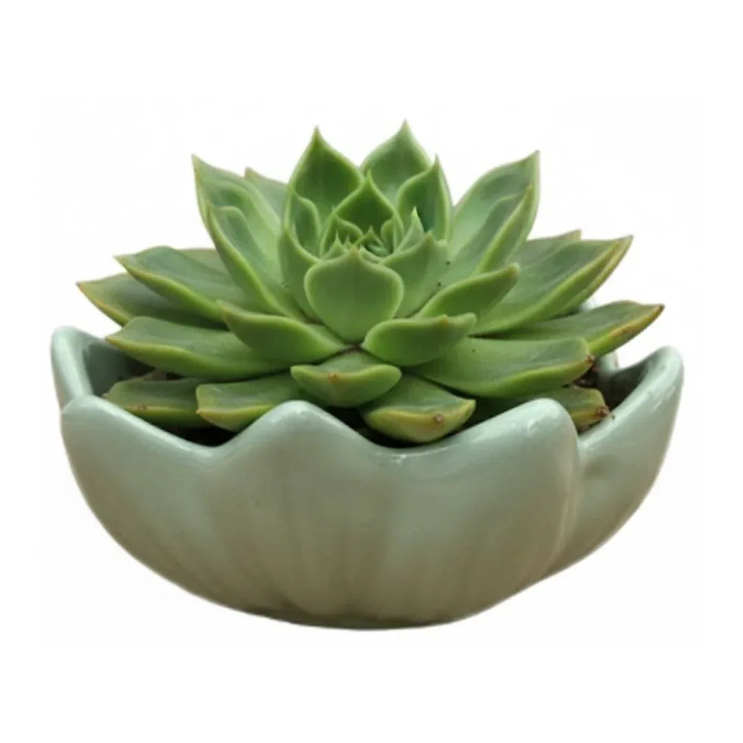 MACETA DE CERAMICA LOTO - Vivero Yañez 