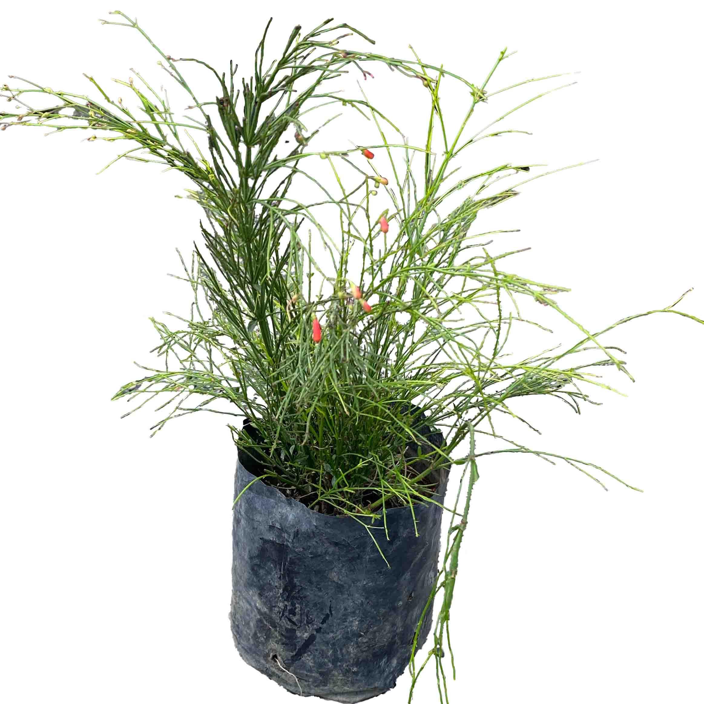 LUZ DE BENGALA (RUSSELIA TETRAPTERA) - Vivero Yañez 