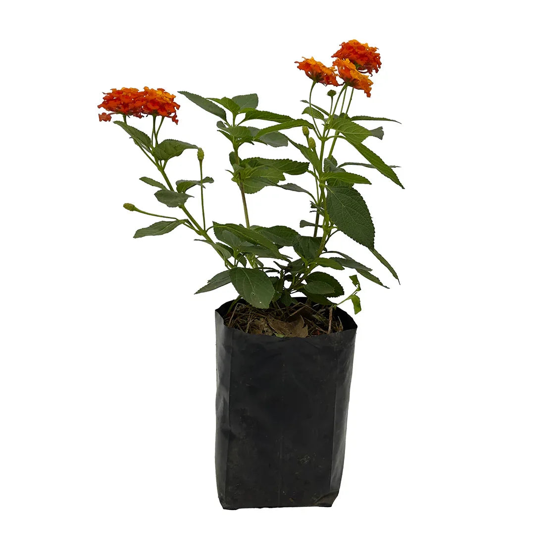 LANTANA ARBUSTO - Vivero Yañez 