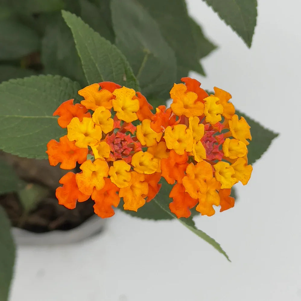 LANTANA ARBUSTO - Vivero Yañez 