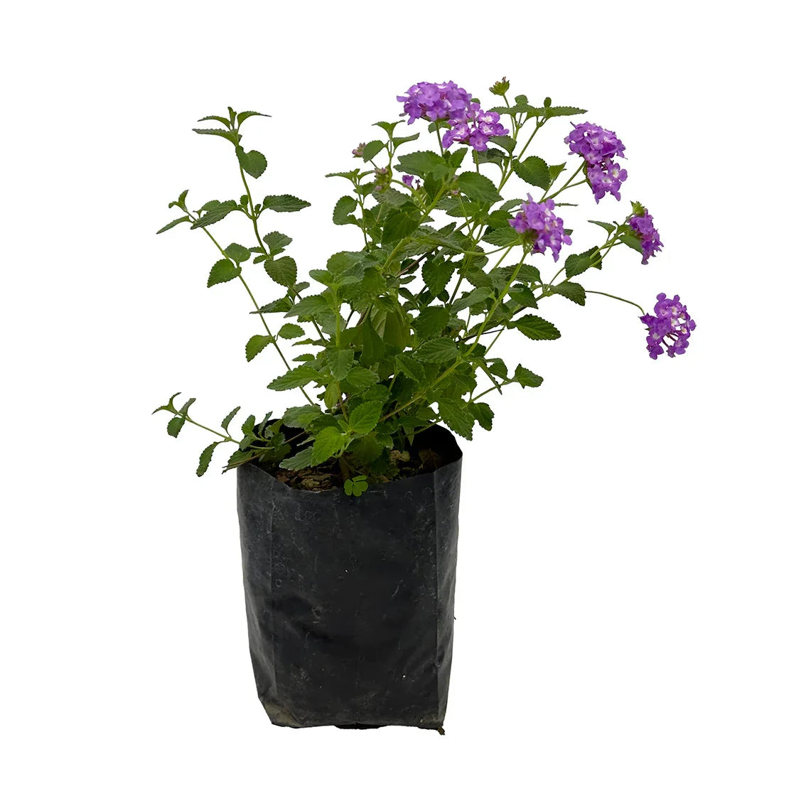 LANTANA RASTRERA - Vivero Yañez 
