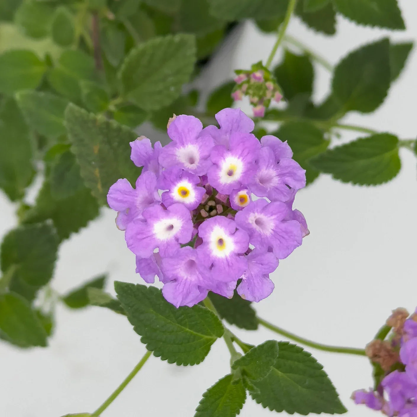 LANTANA ARBUSTO - Vivero Yañez 