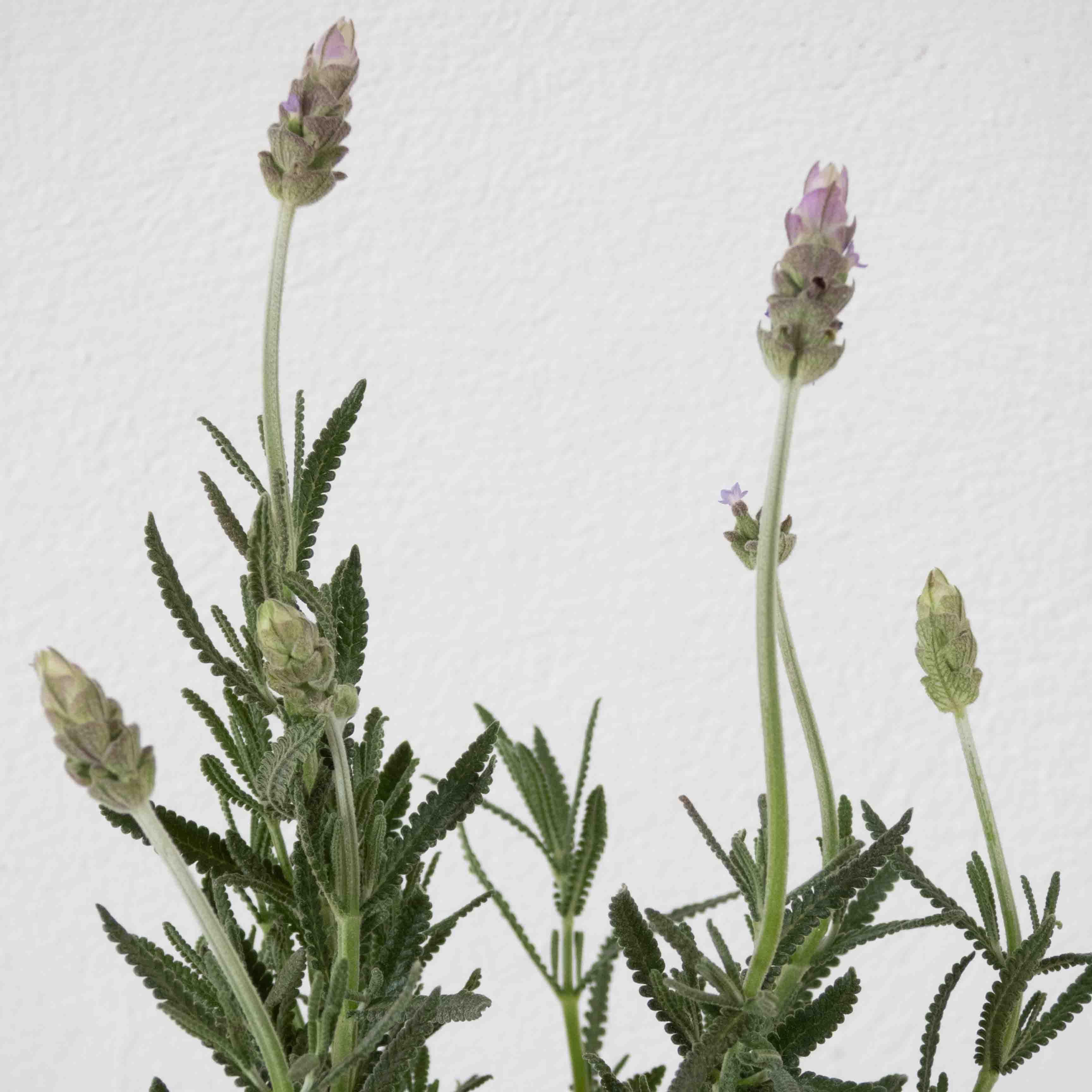 LAVANDA - Vivero Yañez 