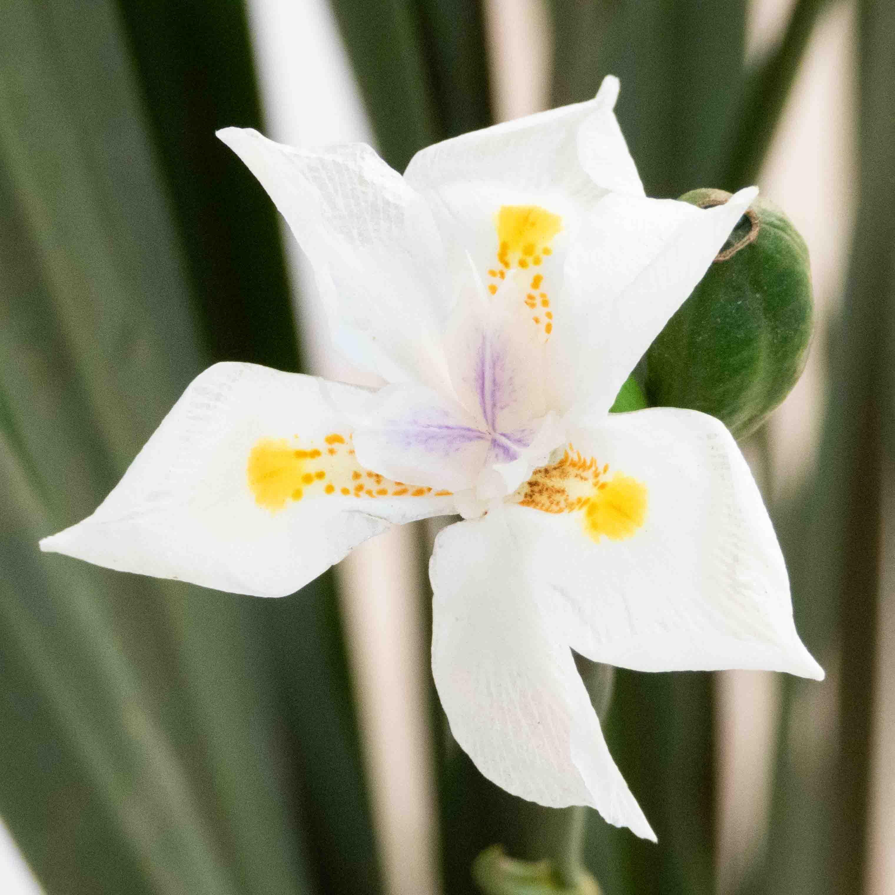 LIRIO PERSA - Vivero Yañez 