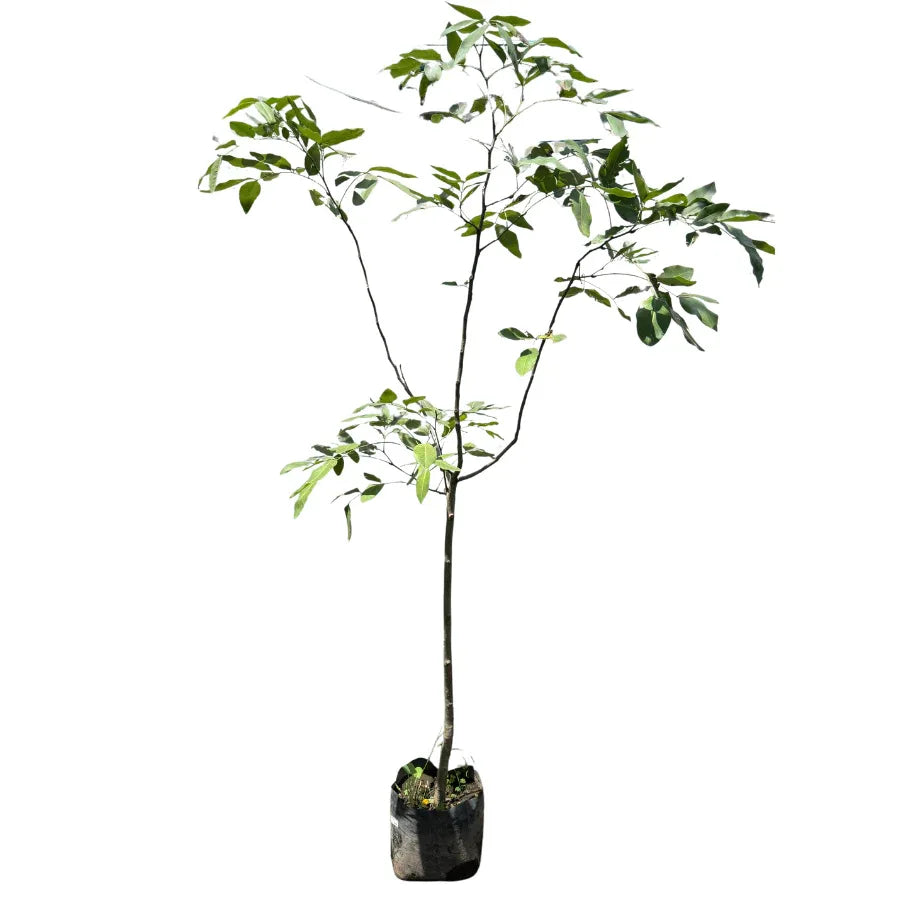 ARBOL LLUVIA DE ORO - Vivero Yañez 