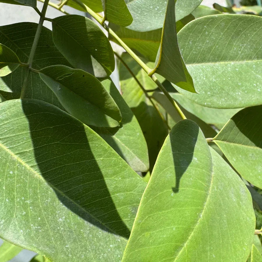 ARBOL LLUVIA DE ORO - Vivero Yañez 
