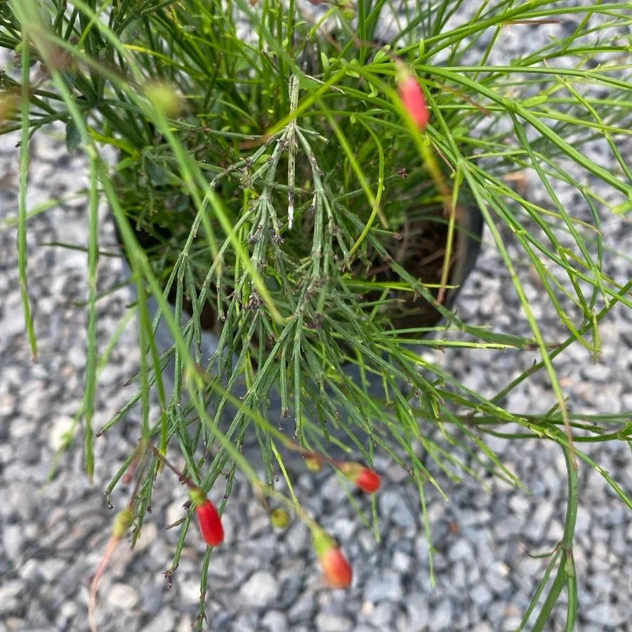 LUZ DE BENGALA (RUSSELIA TETRAPTERA) - Vivero Yañez 