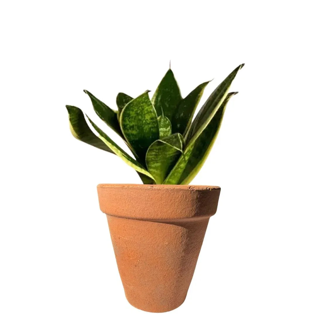 MACETA BARRO NATURAL M10 - Vivero Yañez 