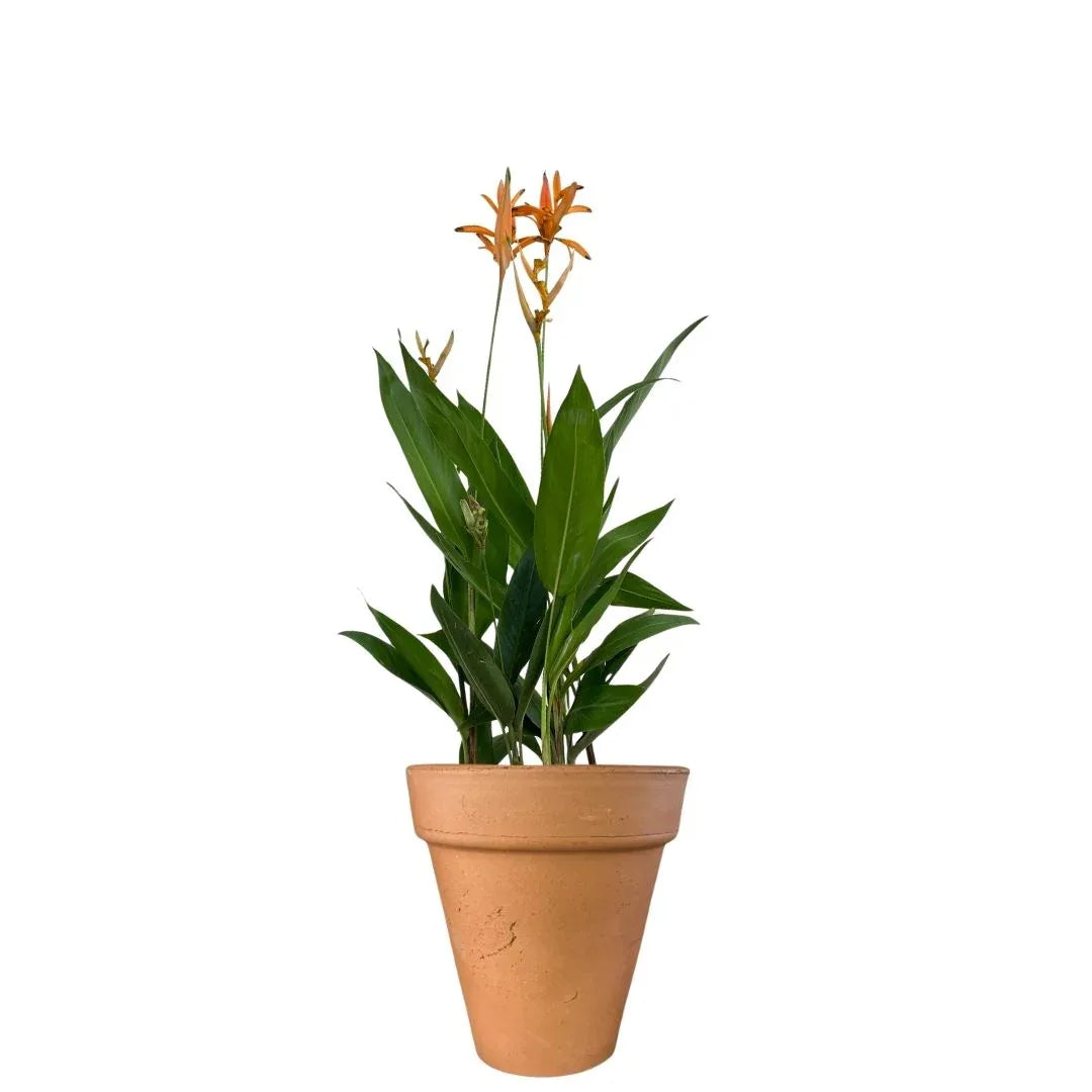 MACETA BARRO NATURAL M12 - Vivero Yañez 
