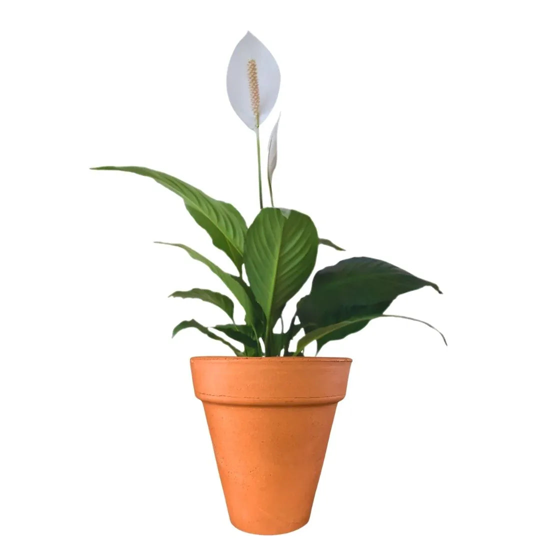 MACETA BARRO NATURAL M14 - Vivero Yañez 