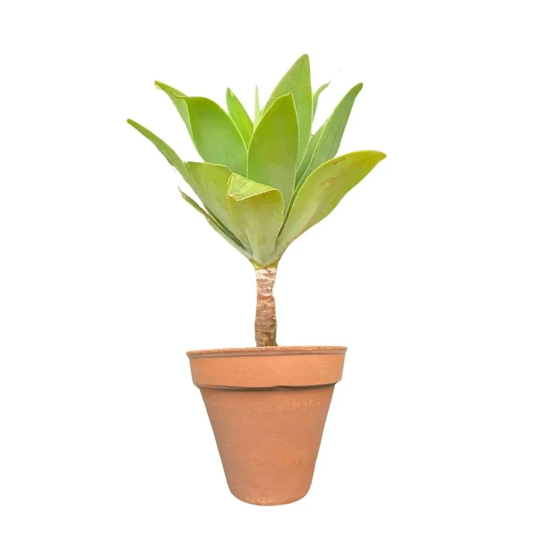 MACETA BARRO NATURAL M16 - Vivero Yañez 