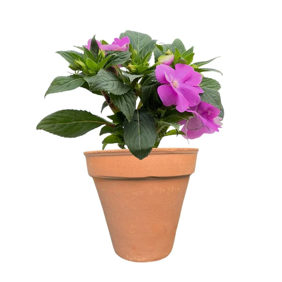 MACETA BARRO NATURAL M18 - Vivero Yañez 