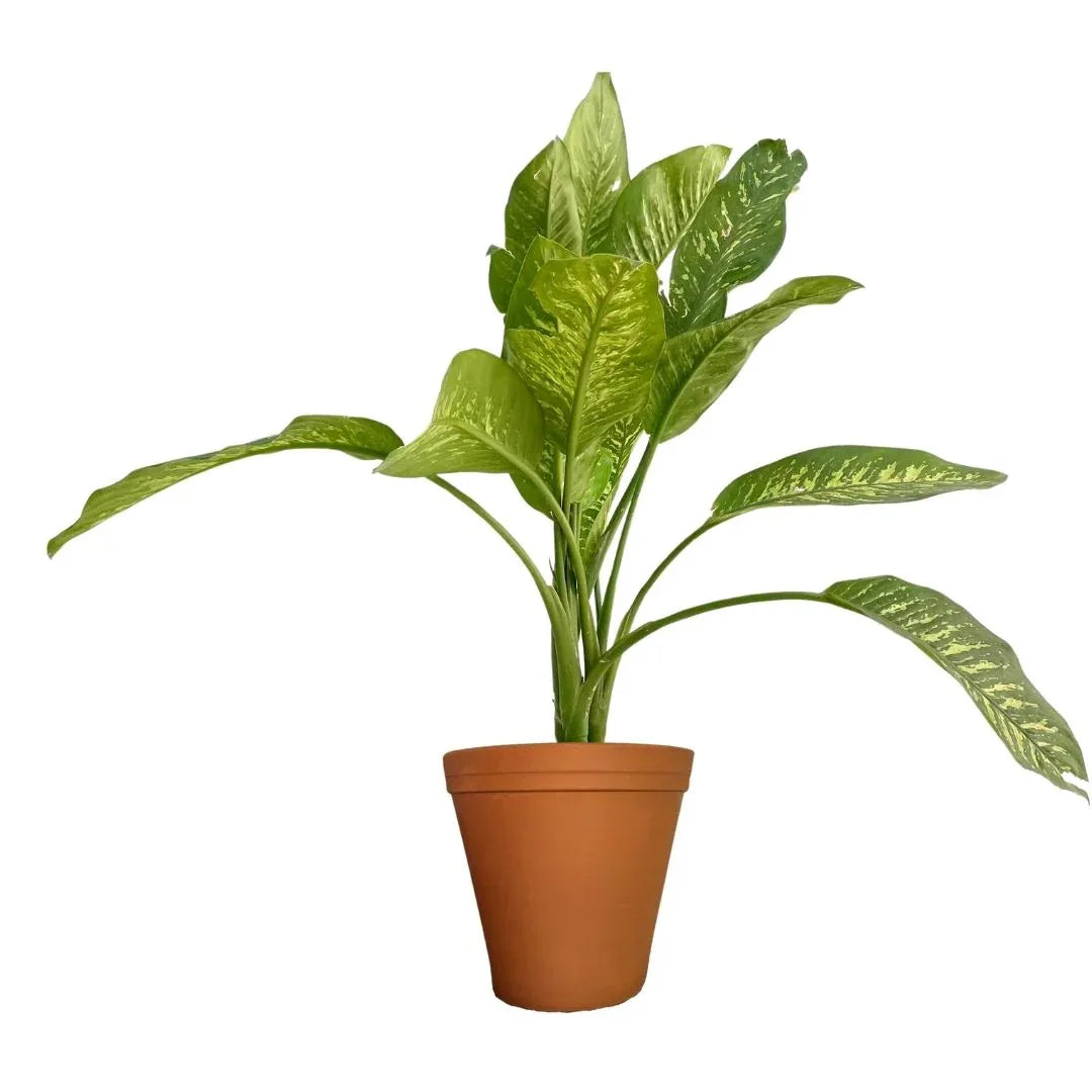 MACETA BARRO NATURAL M22 - Vivero Yañez 