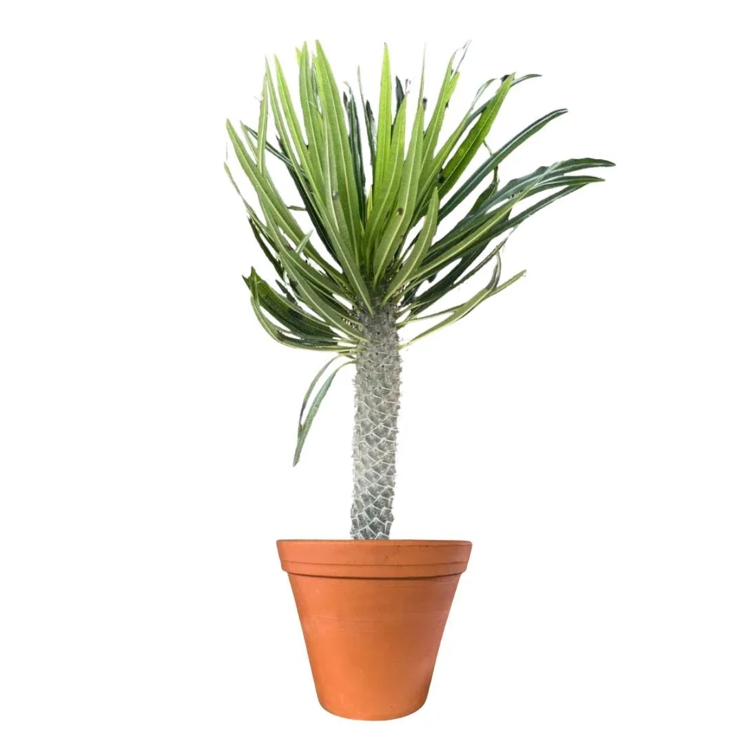MACETA BARRO NATURAL M30 - Vivero Yañez 