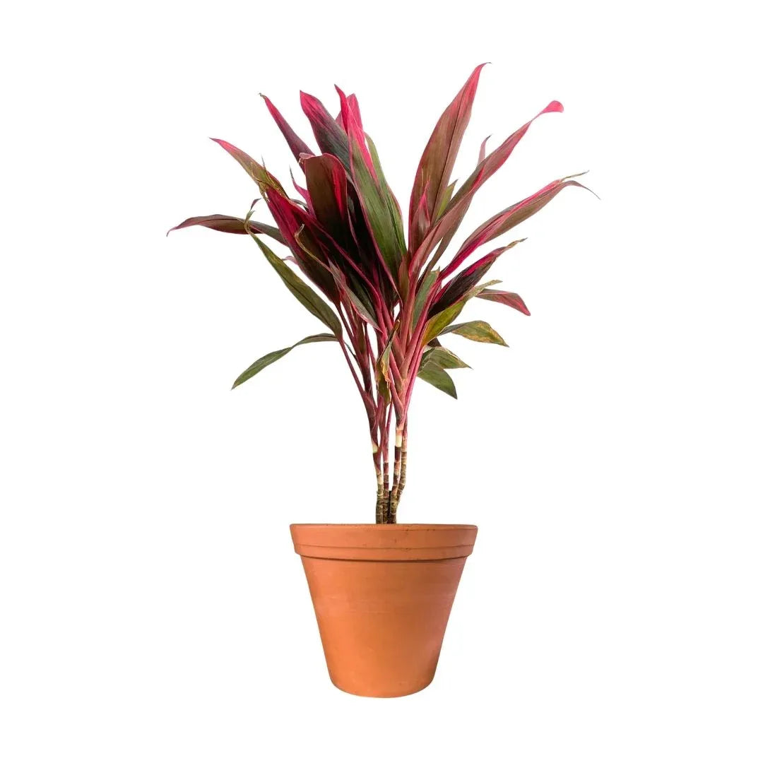 MACETA BARRO NATURAL M35 - Vivero Yañez 