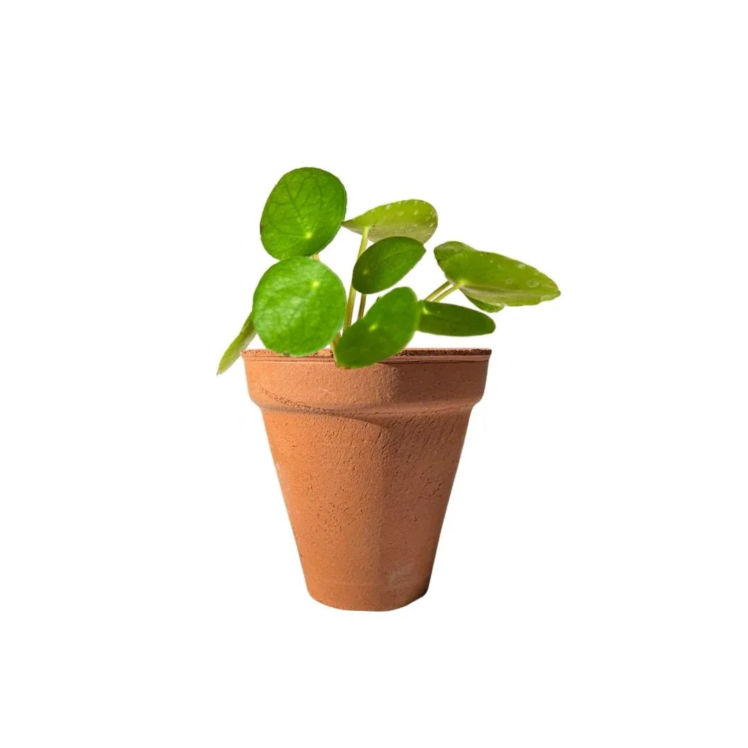 MACETA BARRO NATURAL M06 - Vivero Yañez 